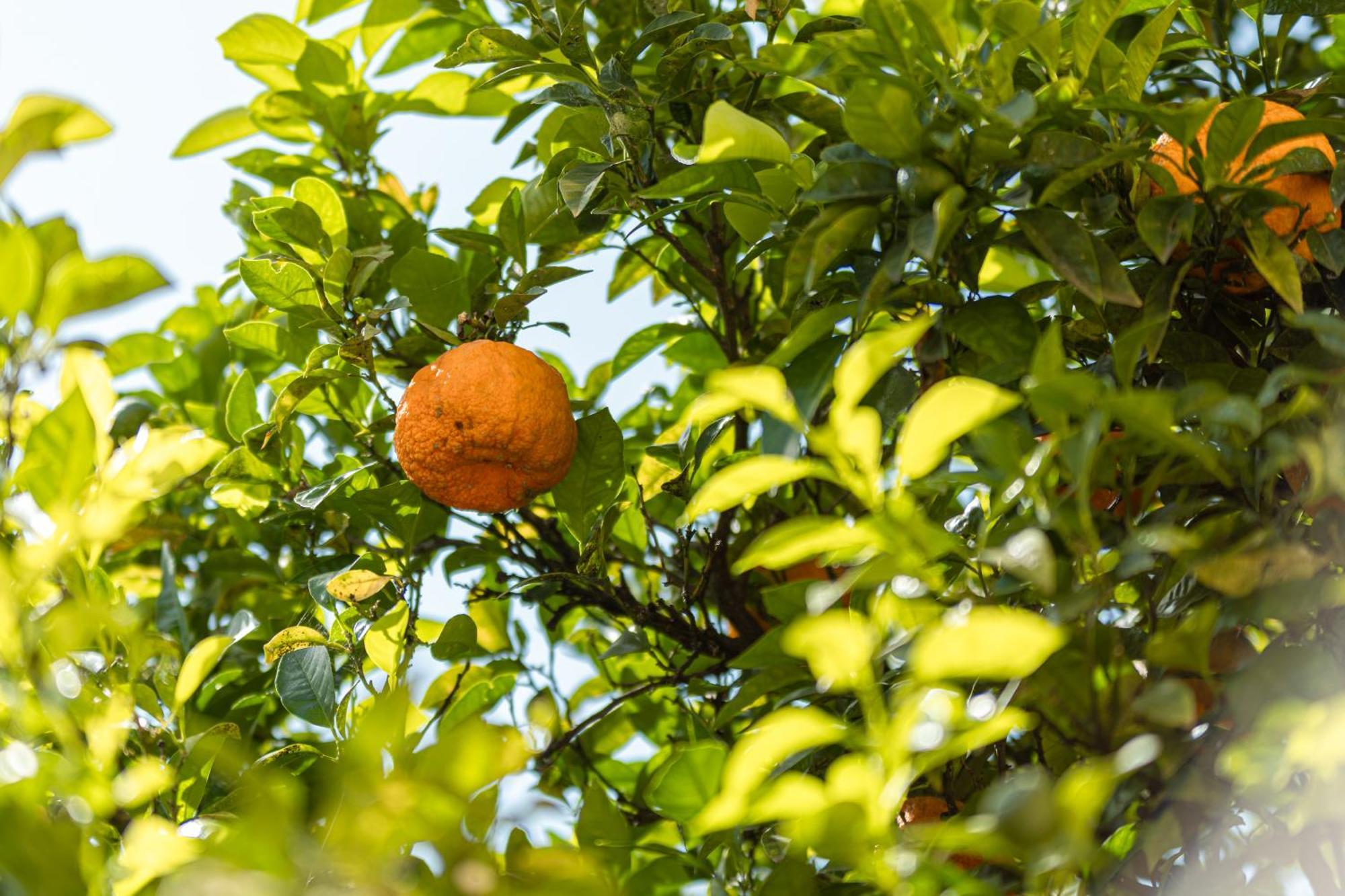 Appartamento Il Frutteto Monticchio  Esterno foto
