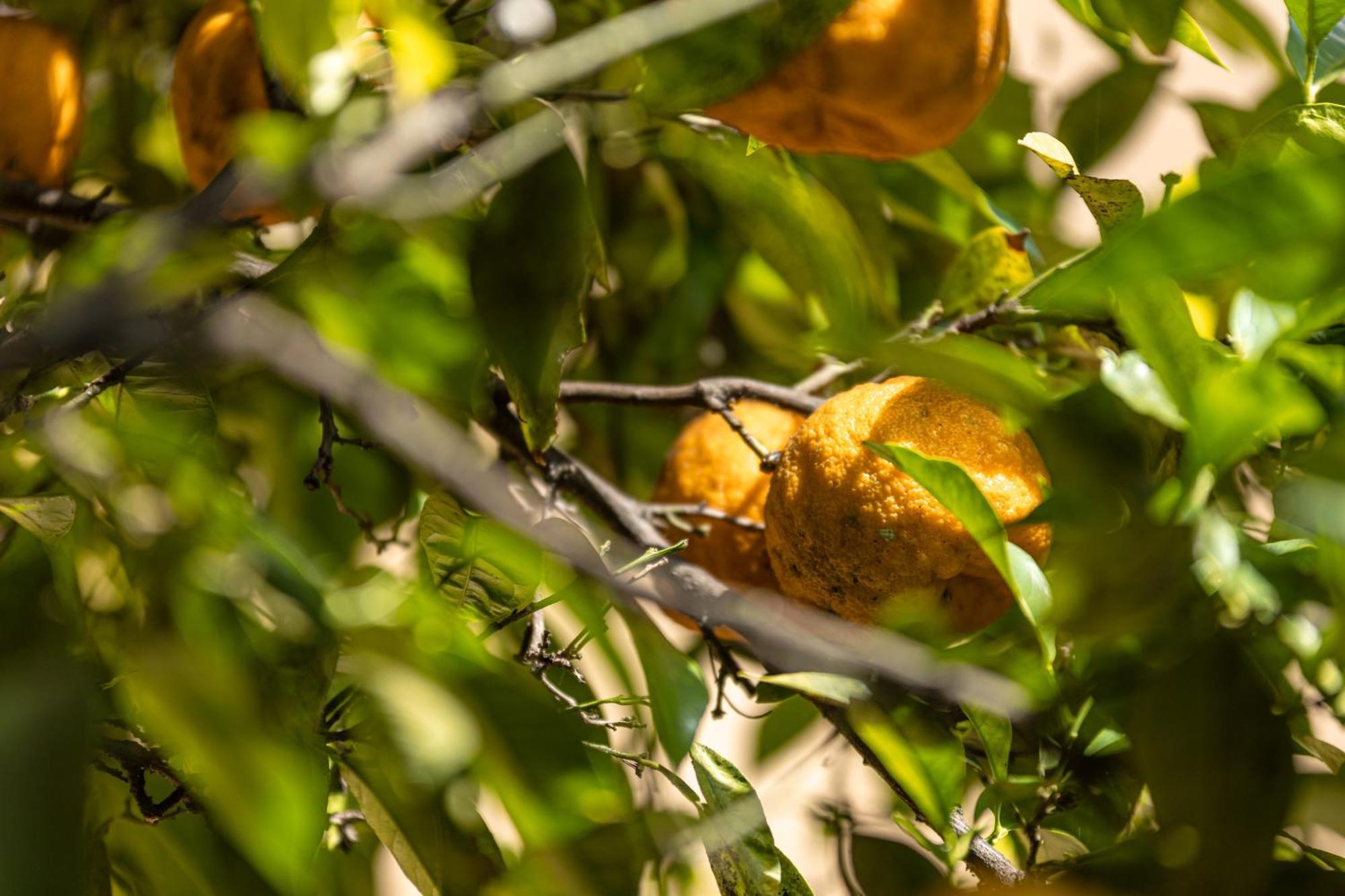 Appartamento Il Frutteto Monticchio  Esterno foto